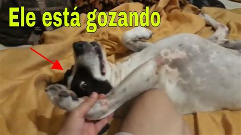 gozando na buceta da cachorra|Macho dotado comendo buceta da cachorra